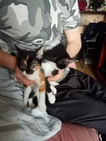 Kittens for sale