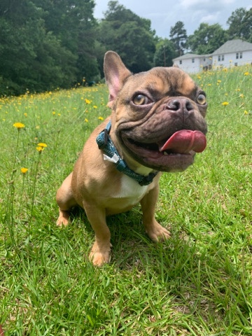 French Bulldog – French bulldog