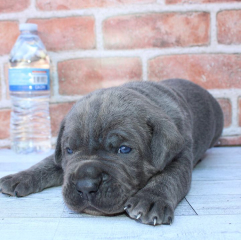 Cane Corso – Cane Corso Daisy