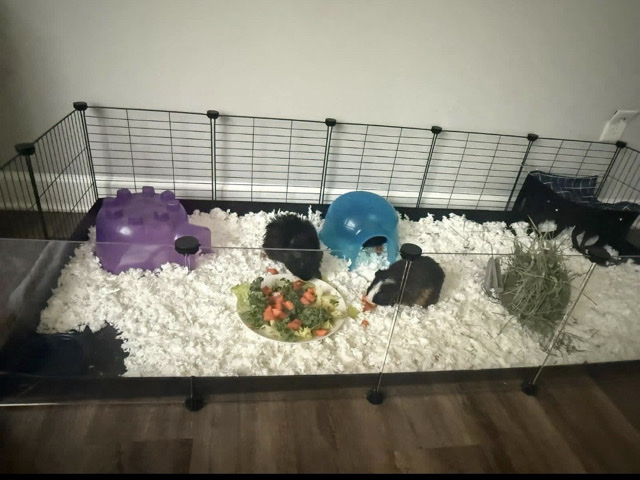 Guinea Pig – free guinea pigs!! – Evansville