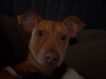Chihuahua – puppy – Palm Beach Shores