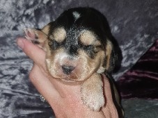 Cockapoo - cockapoo puppys  available for adoption in Woodlands