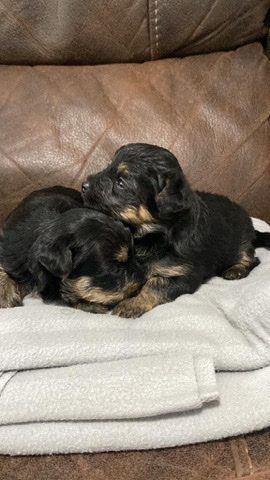 Yorkshire Terrier – Yorkiepoodle
