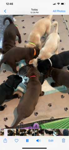 Labrador Retriever – Full AKC Lab Puppies
