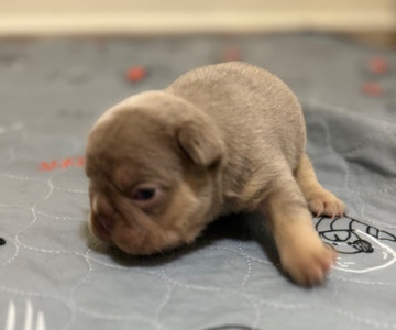 French Bulldog – big rope, Pinks , fluffy carriers