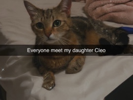 Tabby Cat (Cleo) – Norfolk