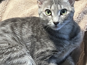 American Shorthair – Urgent Rehoming for Cats – Huntersville