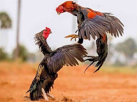 Aseel chicks home breed