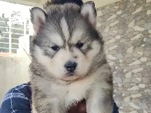 Siberian Husky – husky puppies sale