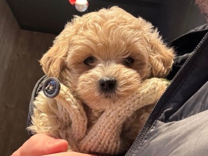 Image of Maltipoo
