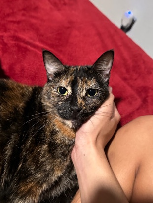 European Shorthair – kombu needs a new home!