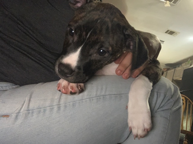 American Pit Bull Terrier – Majestee