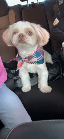 Shih Tzu – Shih tzu