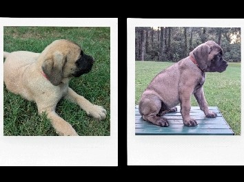 English Mastiff – English Mastiff puppies – Paris