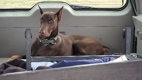 Doberman Pinscher – Trained dobbie