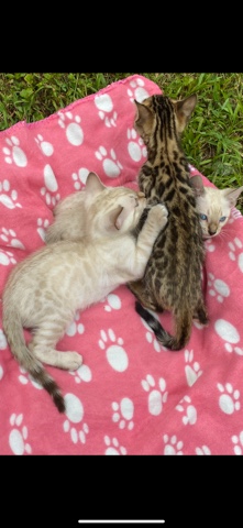 Bengal – 2 bengal kittens left.