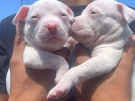 puppies – Sacramento
