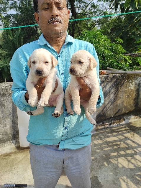 Labrador Husky – Sankar samanta