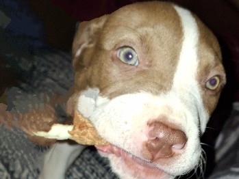 American Pit Bull Terrier – happy and lovable puppies looking for a new home – Detroit