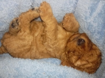 Cavapoo – Mr Marian – Rotherham