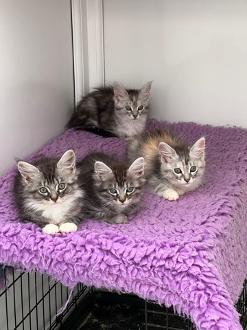 Maine Coon – Maine Coone Tortie Tabby Kittens ready to go!