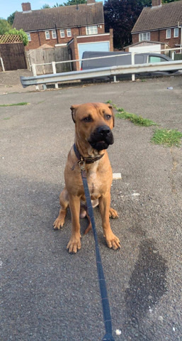 Boxer – Presa Canario