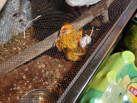 Mouse - 2 Albino White Mice available for adoption in Grand Haven