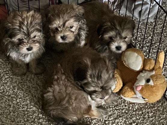 Shih Tzu – amazing shorkies