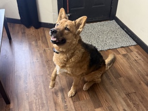 German Shepherd – German Shepard mix – Canton