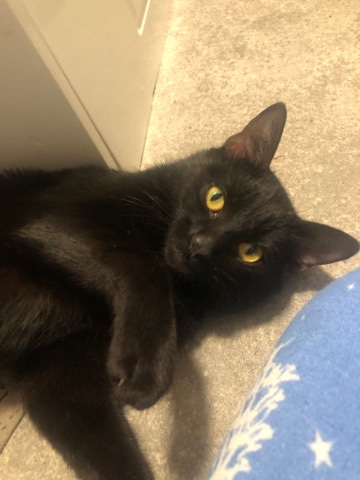 cute bombay cat for sale