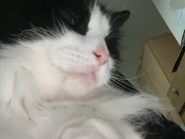 2 cats – Coventry