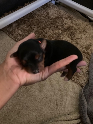 Yorkshire Terrier – Puppies Rehoming