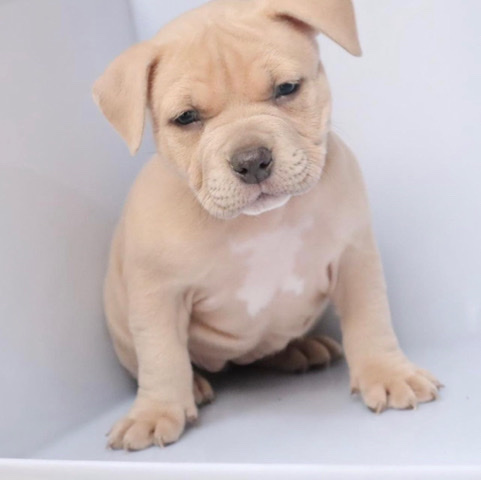 American Staffordshire Terrier – staffy cross
