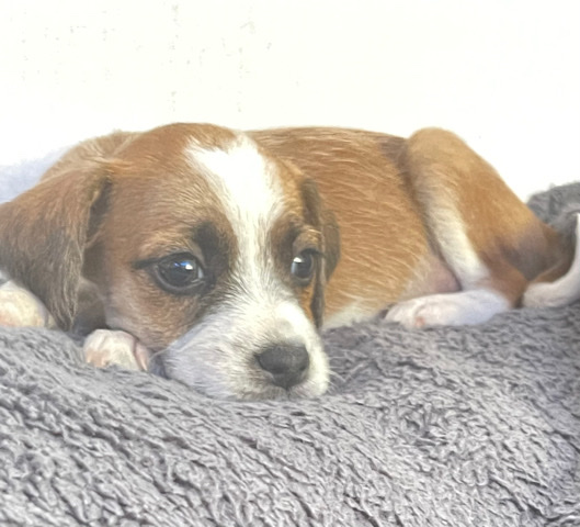 Russell Terrier – Small bread puppies available