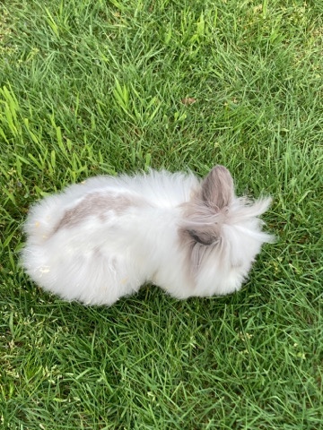 Lionhead – chubs