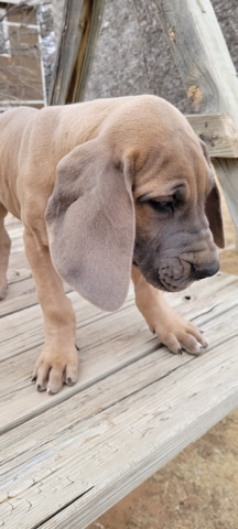 Great Dane – AKC Great Dane pups