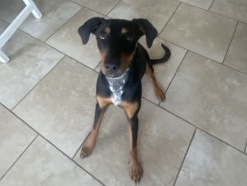 Doberman Pinscher - noodle available for adoption in Phoenix