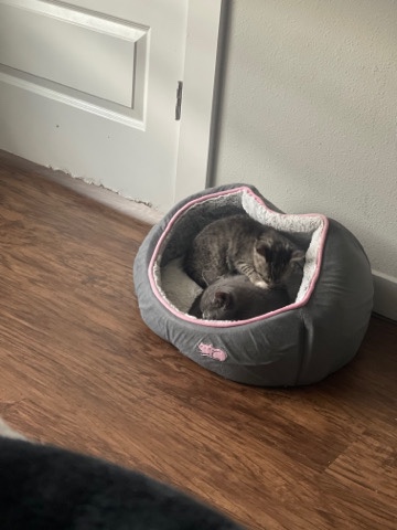 American Shorthair – two kittens need rehoming