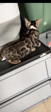 Bengal – cat