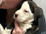 American Pit Bull Terrier – Female Pitbull Puppy – Columbus