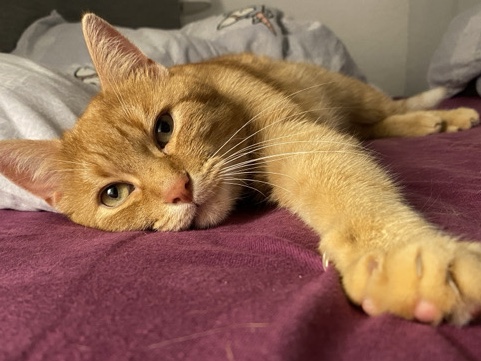 Image of European Shorthair