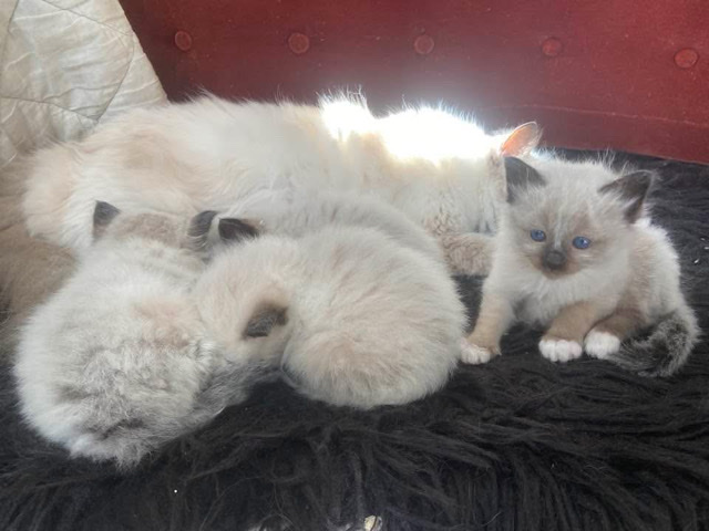 Persian (Modern) – kittens – Chantilly