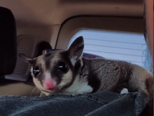 Sugar Glider – $100 Sugar Glider!!! – Saint Louis