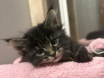 Maine Coon Kitten