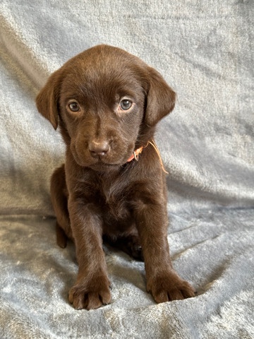 Labrador Retriever – KC Registered Chocolate Labrador Retriever puppies