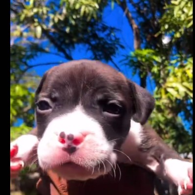 American Pit Bull Terrier – Ready for a home – Pompano Beach