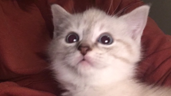 Siamese – Siamese mix kitten
