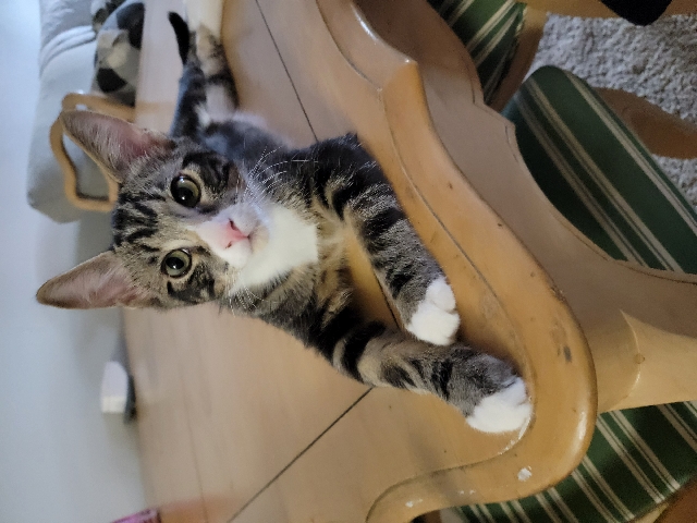 kittens