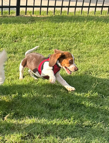 Beagle – Masani