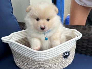 Pomeranian – Pomeranian Puppy Male